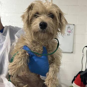 Nova -  Miniature Schnauzer and Mixed Breed Dog for Adoption in Edinburg, Texas - Nova | PetCurious