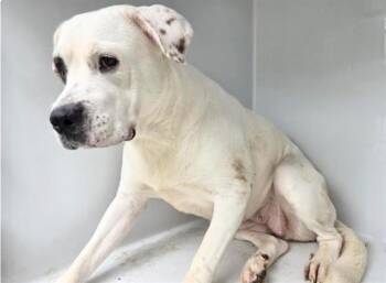 Pit Bull Terrier and Mixed Breed Dogs Available for Adoption in Houston, Texas - FRECKLES | PetCurious
