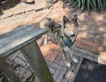 Nova -  German Shepherd Dog and Siberian Husky Dog for Adoption in Liverpool, Texas - Nova | PetCurious