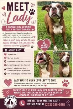 Betsy Lady -  American Staffordshire Terrier and Mixed Breed Dog for Adoption in Woodbridge, Connecticut - Betsy Lady | PetCurious