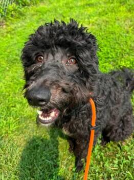 Sunday (ID 52170) -  Labradoodle Dog for Adoption in Manassas, Virginia - Sunday (ID 52170) | PetCurious