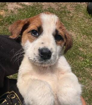 Babe Ava -  Great Pyrenees Dog for Adoption in Washington, District Of Columbia - Babe Ava | PetCurious