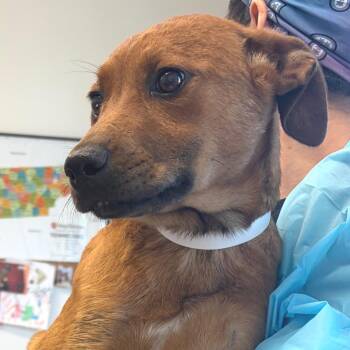 Hound Dogs Available for Adoption in Nashville, Tennessee - Bazinga | PetCurious