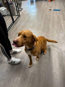 Sophie -  Labrador Retriever Dog for Adoption in Gouverneur, New York - Sophie | PetCurious