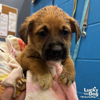 Retriever and Shepherd Dogs Available for Adoption in Washington, District Of Columbia - Lakootcha | PetCurious