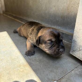 Udon -  Terrier Dog for Adoption in Edinburg, Texas - Udon | PetCurious