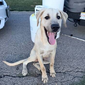SONNY needs foster or adopter -  Labrador Retriever Dog for Adoption in Kaufman, Texas - SONNY Needs Foster Or Adopter | PetCurious