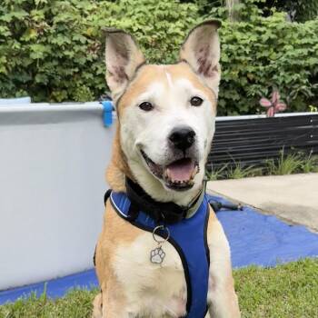 Bud -  Husky Dog for Adoption in Columbia, South Carolina - Bud | PetCurious