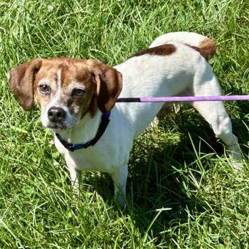 Texx -  Beagle and Dachshund Dog for Adoption in Cincinnati, Ohio - Texx | PetCurious