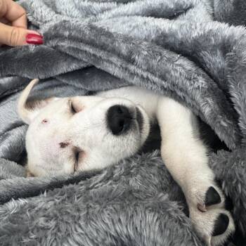 Trader Joe -  Mixed Breed Dog for Adoption in Freeport, Florida - Trader Joe | PetCurious