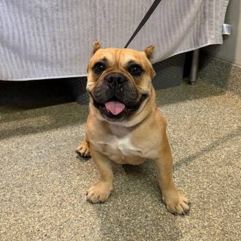 IVHS-Stray-142517 -  French Bulldog Dog for Adoption in San Gabriel, California - IVHS-Stray-142517 | PetCurious