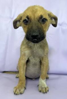 Rescue German Shepherd Dog and Mixed Breed Dogs for Adoption in Morton Grove, Illinois - Legend | PetCurious