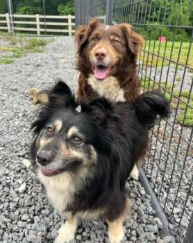 Australian Shepherd Dogs Available for Adoption in Mocksville, North Carolina - Koffee And Isabella | PetCurious