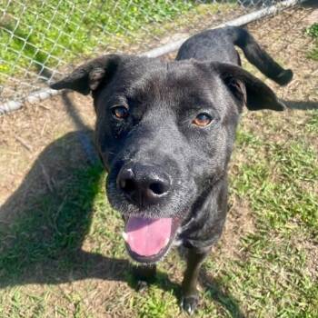 Rescue Labrador Retriever and Mixed Breed Dogs for Adoption in Pittsburgh, Pennsylvania - Mike | PetCurious