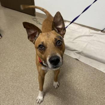 Mixed Breed Dogs Available for Adoption in League City, Texas - Hugs | PetCurious