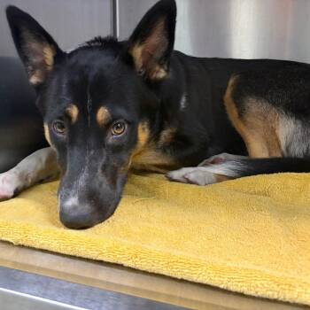 Mia -  German Shepherd Dog and Husky Dog for Adoption in San Gabriel, California - Mia | PetCurious