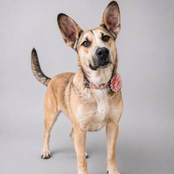 German Shepherd Dog Dogs Available for Adoption in Lucas, Texas - DOMINIQUE GS | PetCurious