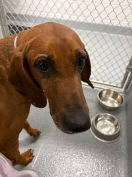 Rescue Hound Dogs for Adoption in Sevierville, Tennessee - Ninja | PetCurious