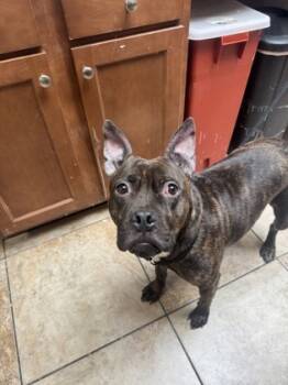 Rescue Mixed Breed Dogs for Adoption in Cincinnati, Ohio - Millicent | PetCurious