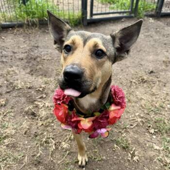 Shepherd Dogs Available for Adoption - Lila Dee | PetCurious