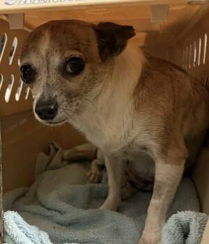 Rescue Chihuahua Dogs for Adoption in Sanford, North Carolina - Jade | PetCurious