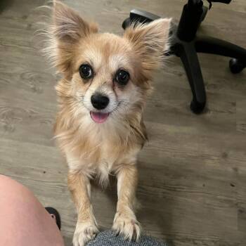 Mixed Breed and Pomeranian Dogs Available for Adoption in Quincy, Florida - Charlie | PetCurious