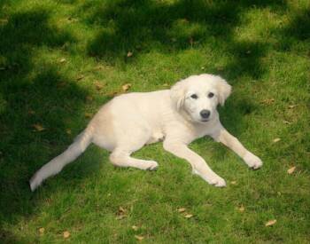 Great Pyrenees Dogs Available for Adoption in New Baltimore, Michigan - Grape | PetCurious