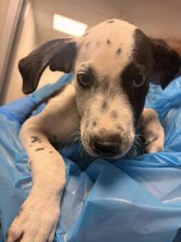 Neo -  Cattle Dog and Mixed Breed Dog for Adoption in Fresno, California - Neo | PetCurious