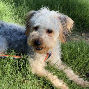 Mr Wiggles -  Yorkshire Terrier and Miniature Poodle Dog Available for Adoption in Sanford, North Carolina - Mr Wiggles | PetCurious