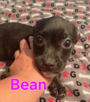 Boston Terrier and Chihuahua Dogs Available for Adoption in Dallas, Texas - Bean | PetCurious