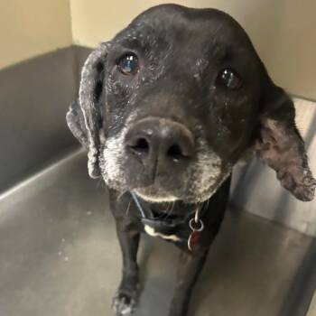 Rescue Black Labrador Retriever and Mixed Breed Dogs for Adoption in Spring Hill, Kansas - Agnes | PetCurious