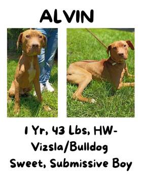 Alvin -  Vizsla and American Bulldog Dog for Adoption in Albany, Georgia - Alvin | PetCurious