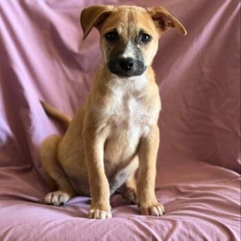 Tuesday -  Mixed Breed Dog for Adoption in Munster, Indiana - Tuesday | PetCurious