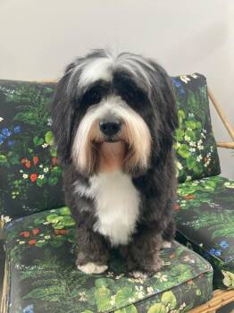 Tibetan Terrier Dogs Available for Adoption in Scotch Plains, New Jersey - Cowboy | PetCurious