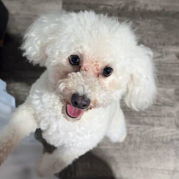 Holly -  Maltipoo Dog Available for Adoption in Alma, Michigan - Holly | PetCurious