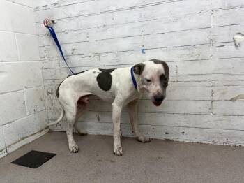 HENRY -  Pit Bull Terrier Dog for Adoption in San Bernardino, California - HENRY | PetCurious