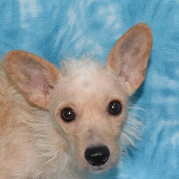 Rescue Chihuahua and Yorkshire Terrier Dogs for Adoption in Eureka, California - GINGER | PetCurious