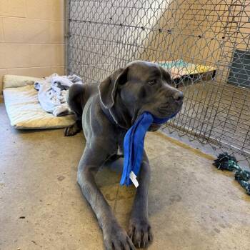 Duncan -  Mastiff and Labrador Retriever Dog for Adoption in Scituate, Massachusetts - Duncan | PetCurious