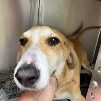 Galaxy -  Labrador Retriever and Mixed Breed Dog for Adoption in West Point, Mississippi - Galaxy | PetCurious
