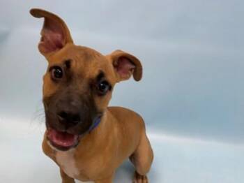 Bundt Cake -  Black Mouth Cur and Mixed Breed Dog for Adoption in Woodbury, Minnesota - Bundt Cake | PetCurious