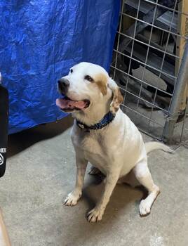 Rescue American Water Spaniel and Husky Dogs for Adoption in Loxahatchee Groves, Florida - June Bug | PetCurious