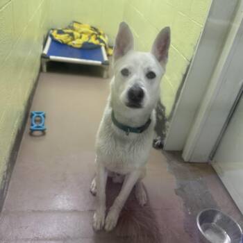 Mixed Breed Dogs Available for Adoption - Dublin | PetCurious