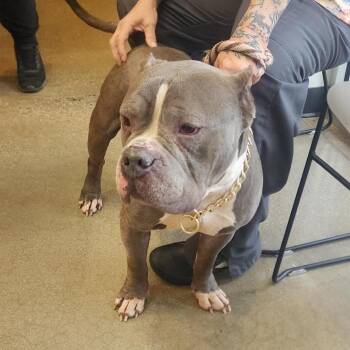 Pit Bull Terrier Dogs Available for Adoption in York, Pennsylvania - YORK-Stray-15427 | PetCurious