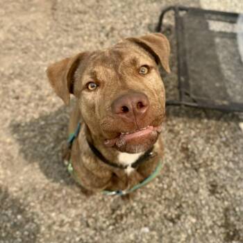 Rescue Mixed Breed Dogs for Adoption in Adrian, Michigan - Bruce | PetCurious