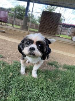 Basil -  Shih Tzu Dog for Adoption in Plano, Texas - Basil | PetCurious