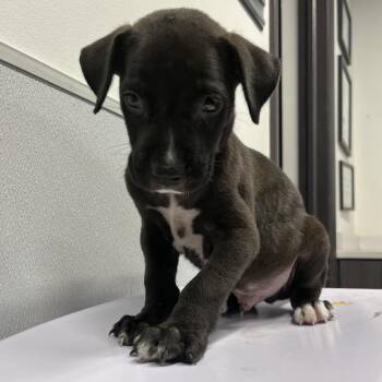 Liquorice -  Terrier Dog for Adoption in Tampa, Florida - Liquorice | PetCurious