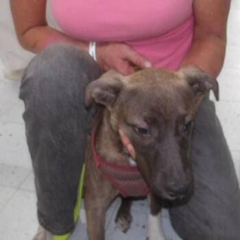 Baby Girl -  Mixed Breed Dog for Adoption in Marble, North Carolina - Baby Girl | PetCurious