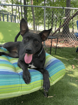 Rescue Terrier Dogs for Adoption in Greenville, South Carolina - Brandy | PetCurious