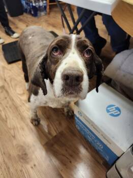 Rescue English Springer Spaniel Dogs for Adoption in East Greenville, Pennsylvania - Bella | PetCurious