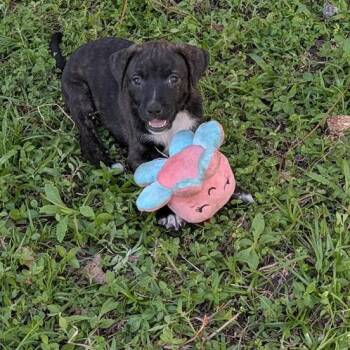 Mixed Breed Dogs Available for Adoption - Rambling Rose | PetCurious